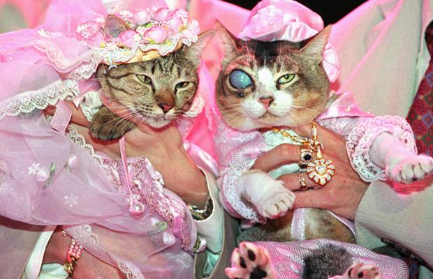 Most expensive cat wedding in the world held in Thailand – $88,000