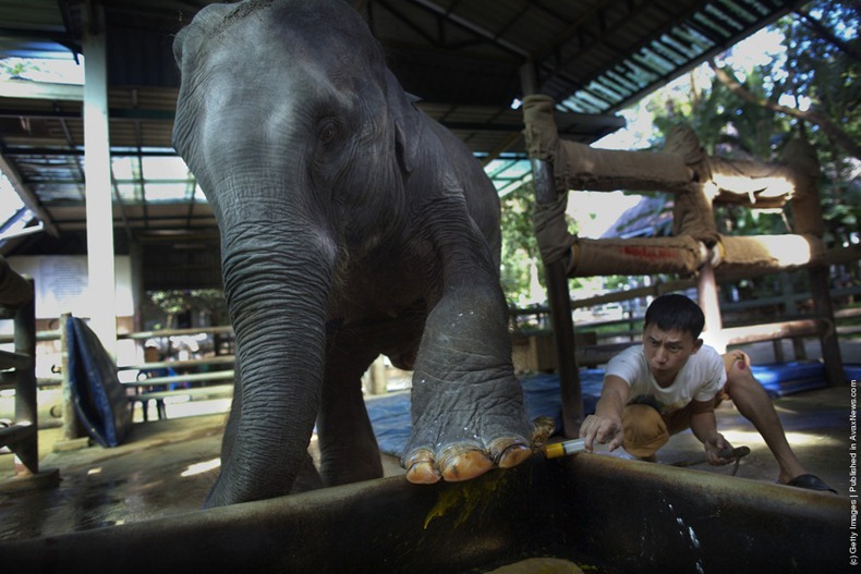 First And Only Elephant Hospital In The World | Thai Language School