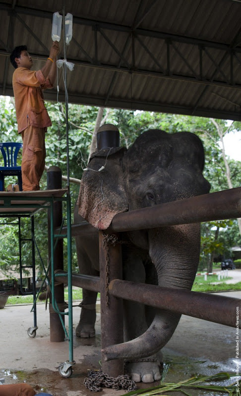 First And Only Elephant Hospital In The World | Thai Language School