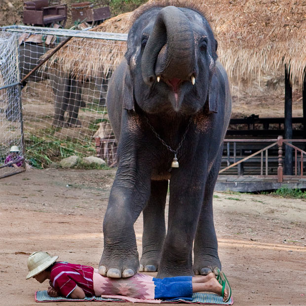 Elephant Massage For The Bored And Insane… Thai Language School Bangkok Duke Language